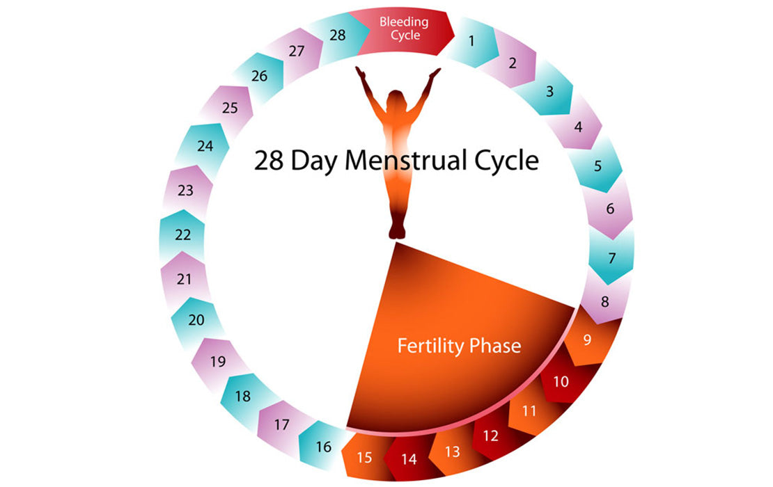 Phases of Menstrual cycle – Gynoveda